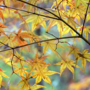 Autumn Maples print by Hammond