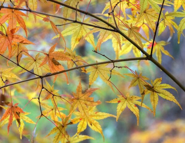 Autumn Maples print by Hammond